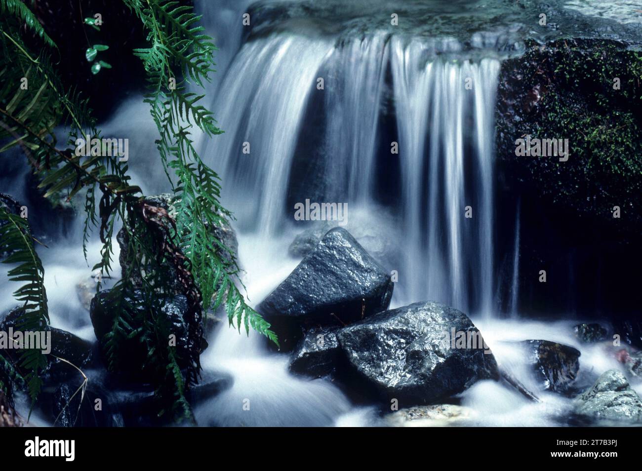 Painted Rock Creek, Rogue Wild und Scenic River, Siskiyou National Forest, Oregon Stockfoto