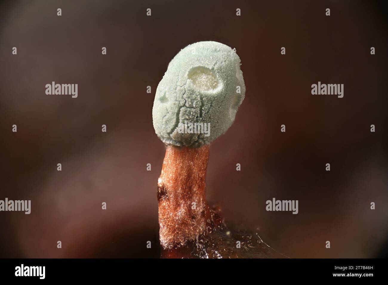 Penicillium vulpinum, ein asexueller Pilz, der Antibiotikum Penicillin produziert, Mikroskopbild Stockfoto