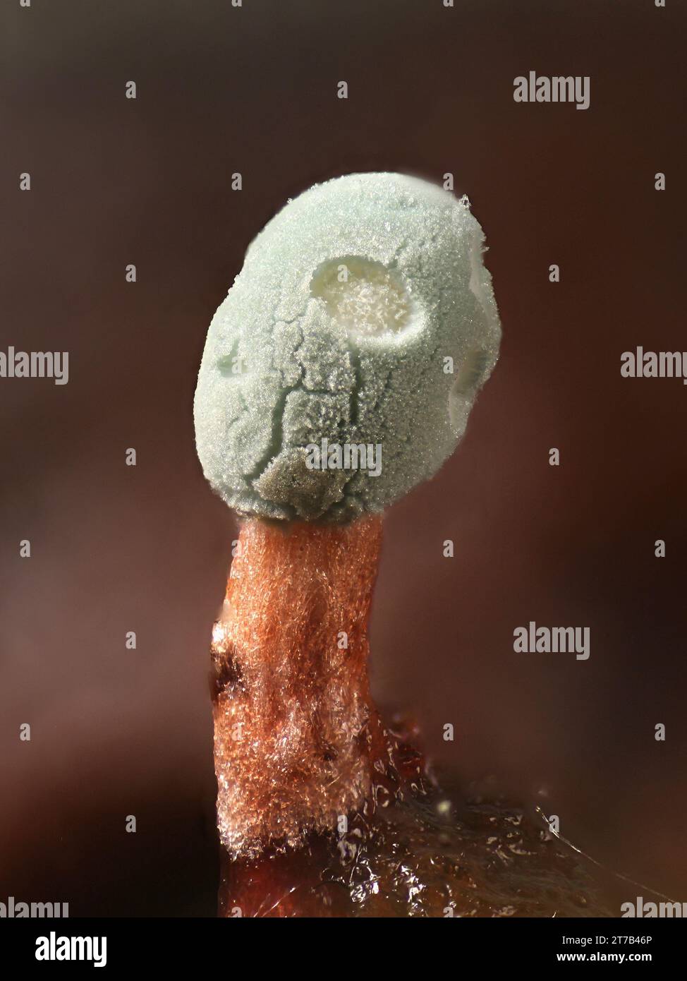 Penicillium vulpinum, ein asexueller Pilz, der Antibiotikum Penicillin produziert, Mikroskopbild Stockfoto