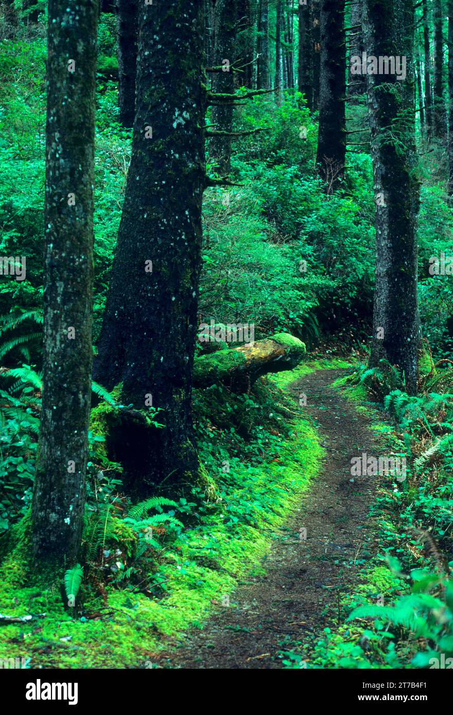Coast Trail durch den alten Wald von Sitka Fichte (Picea sitchensis), Oswald West State Park, Oregon Stockfoto