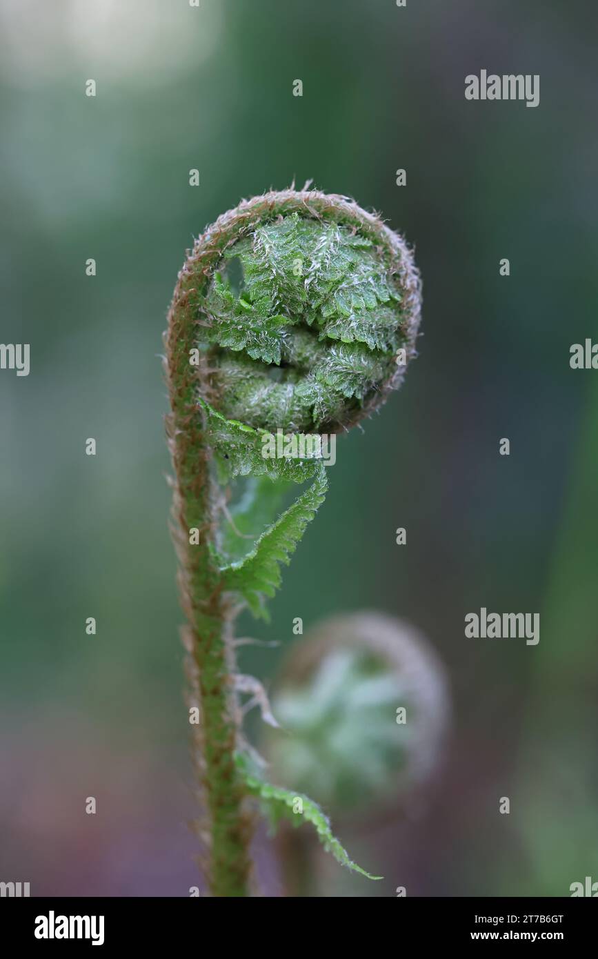 Dryopteris filix-mas, gemeinhin als männlicher Farn oder Wurmfarn bekannt, Wildpflanze aus Finnland Stockfoto
