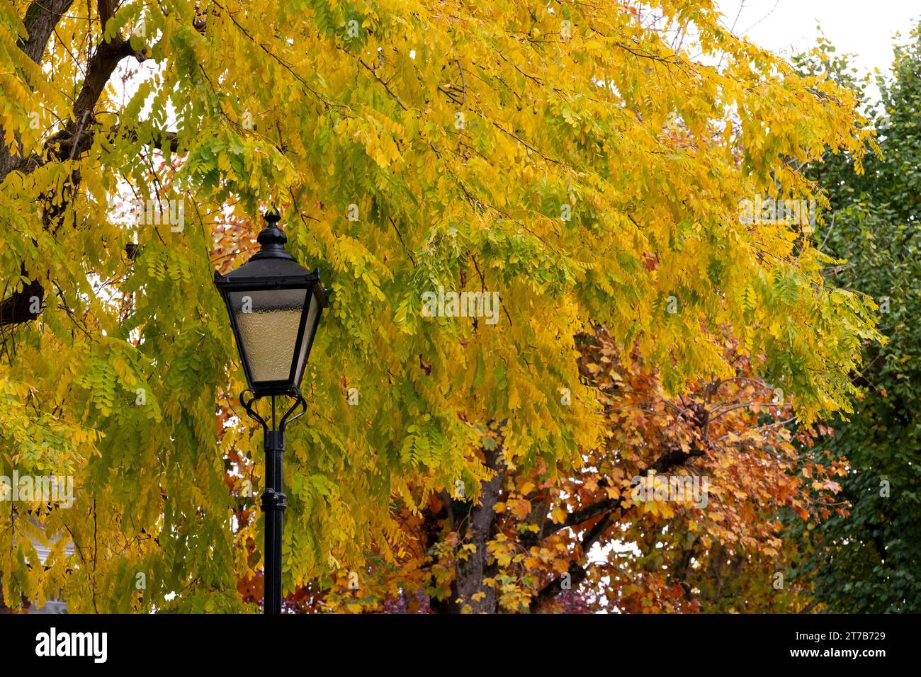 Herbstlaub auf Akazienbaum im Bedford Park, London, Großbritannien Stockfoto