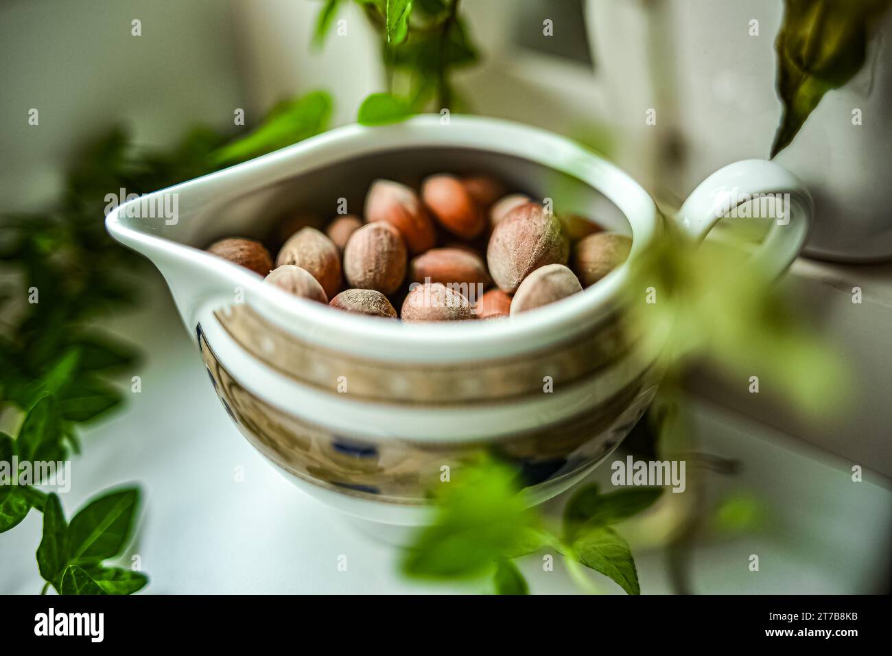 Nahaufnahme von Haselnüssen im Untertassen-Becher. Stockfoto