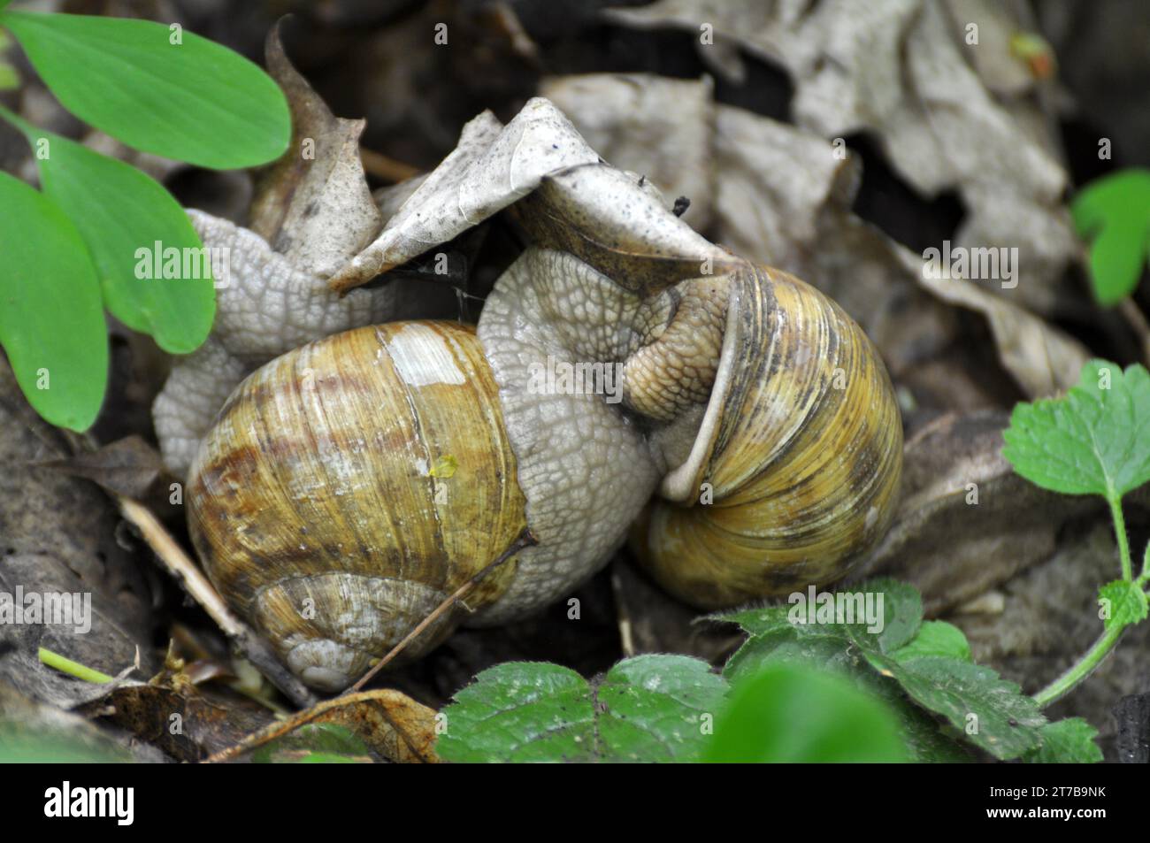 Schnecken der aktiven warmen Jahreszeit, die in der Wildnis leben Stockfoto