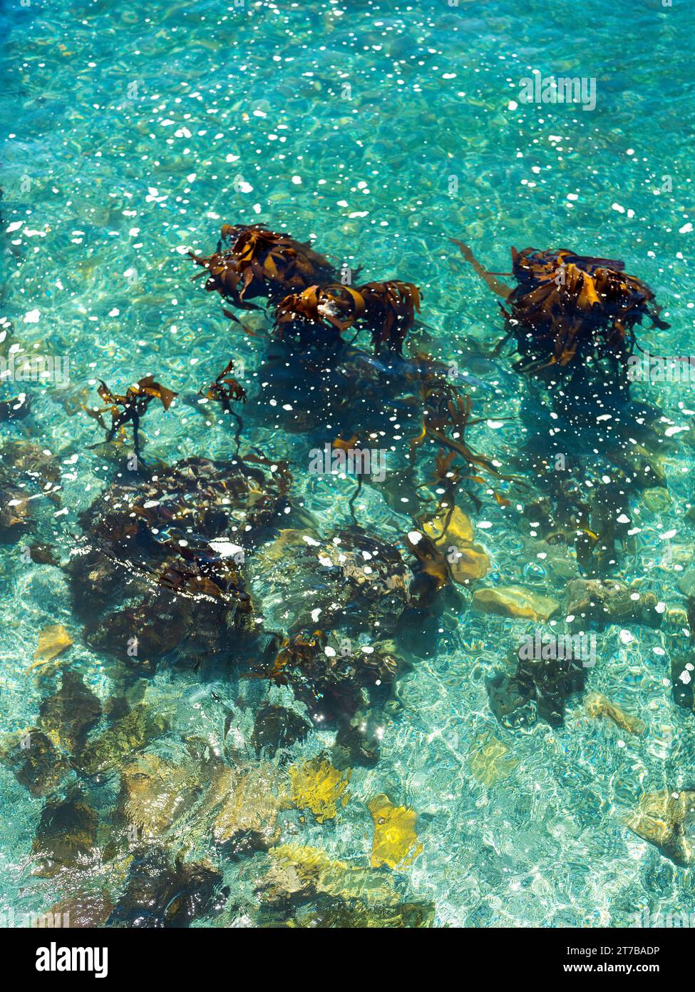 Ein Meeresboden, fotografiert durch flaches grünes reflektierendes Wasser. Stockfoto