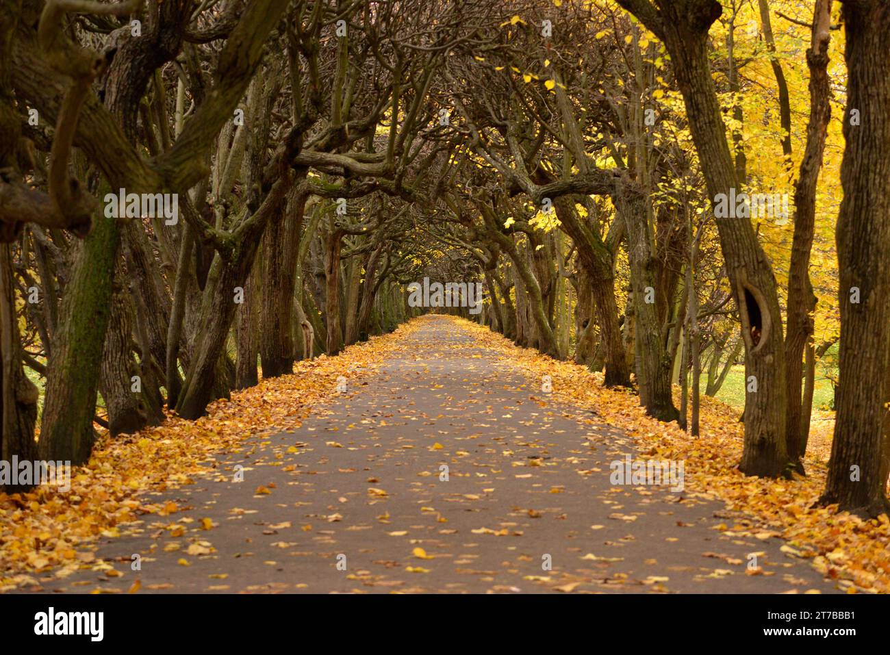 Leere Gasse und Baumtunnel im Herbst im Oliwa Park oder Park Oliwski in Danzig, Polen, Europa, EU Stockfoto