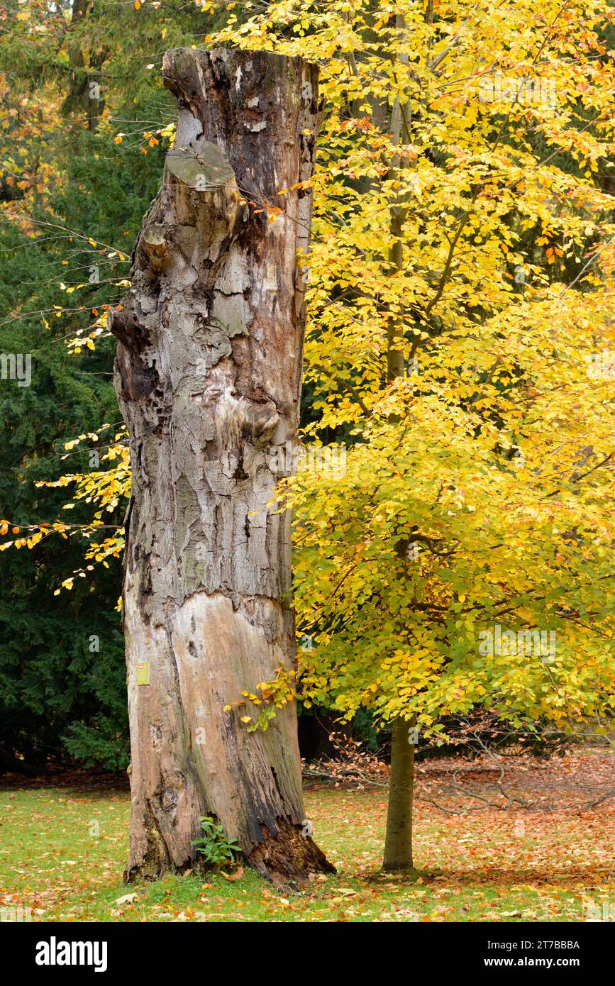 Alter Baumstumpf neben jungen Bäumen mit gelben Blättern im Herbst im Oliwa Park oder Park Oliwski in Danzig, Polen, Europa, EU Stockfoto