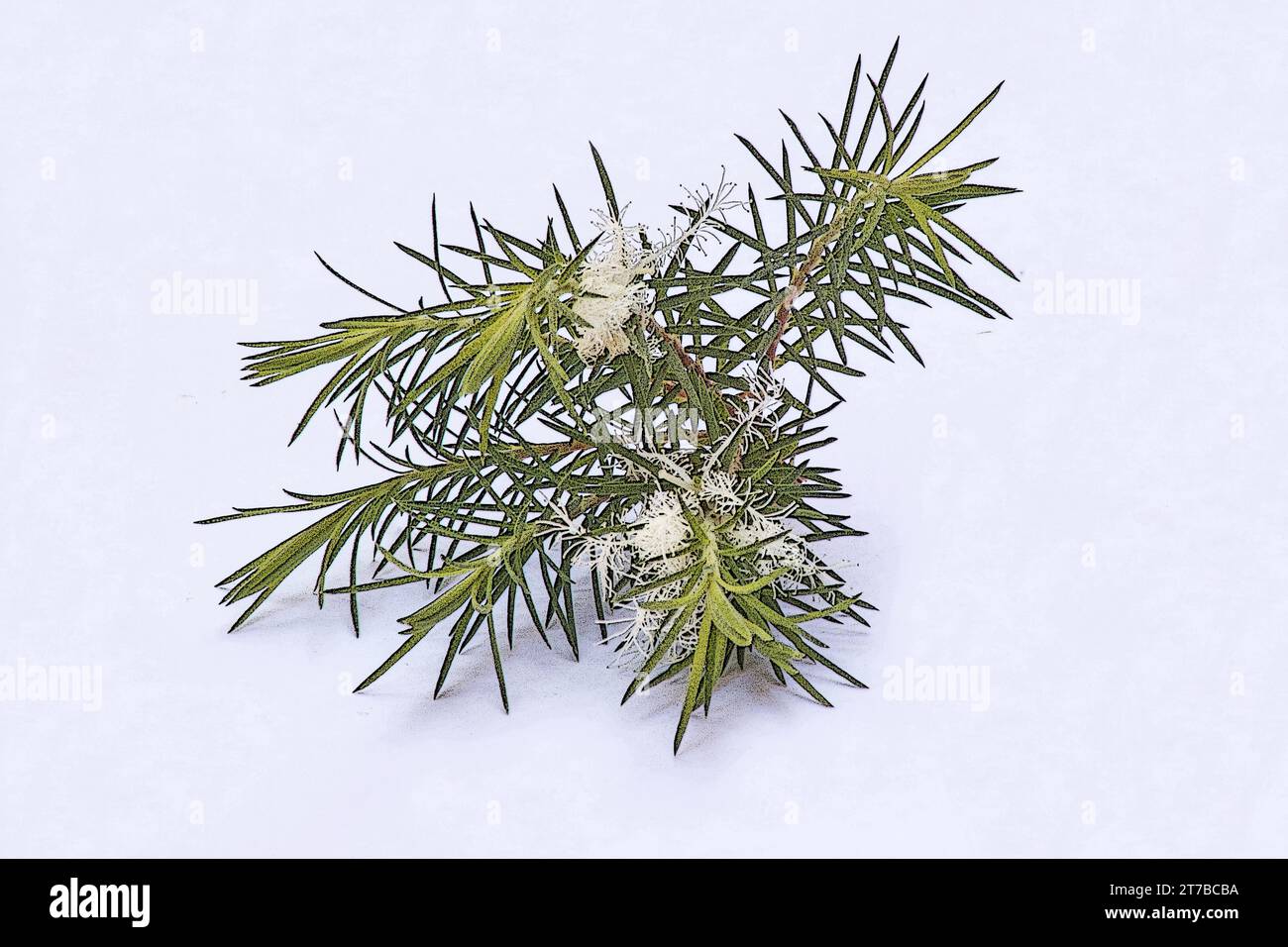 Blätter und Blüten des Teebaums (Melaleuca alternifolia) auf weißem Hintergrund Stockfoto