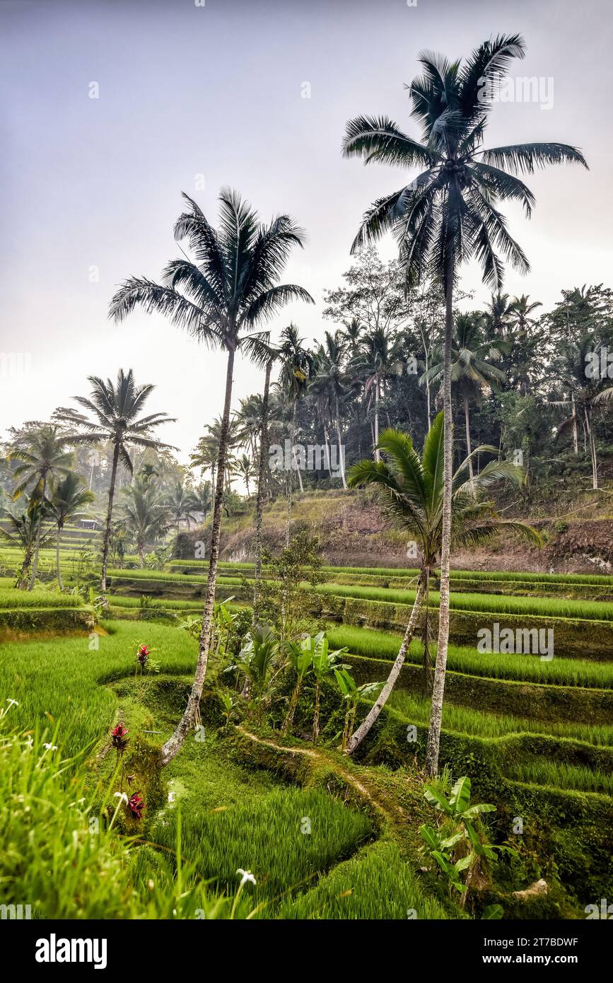 Palmen in einem Reisterrassen-Reisfeld, Tegallalang, Bali, Indonesien Stockfoto