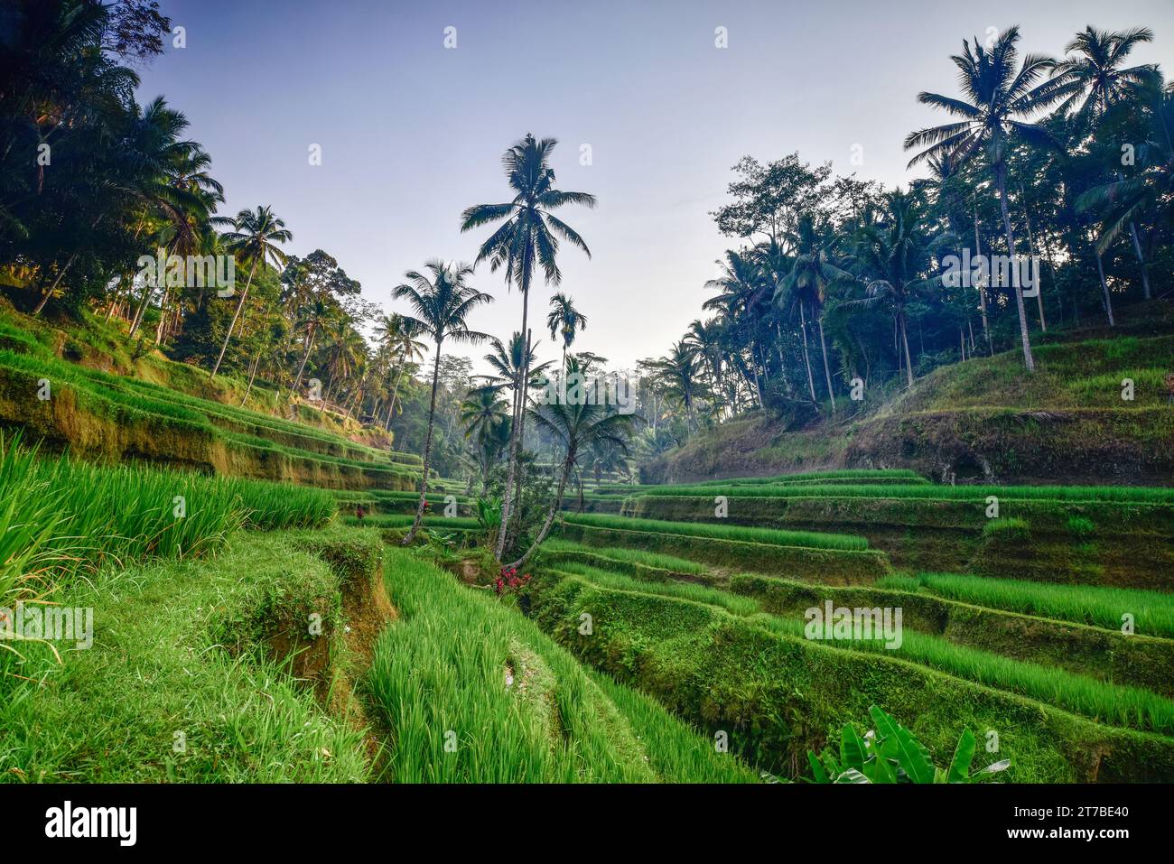 Palmen in einem Reisterrassen, Tegallalang, Gianyar Regency, Bali, Indonesien Stockfoto