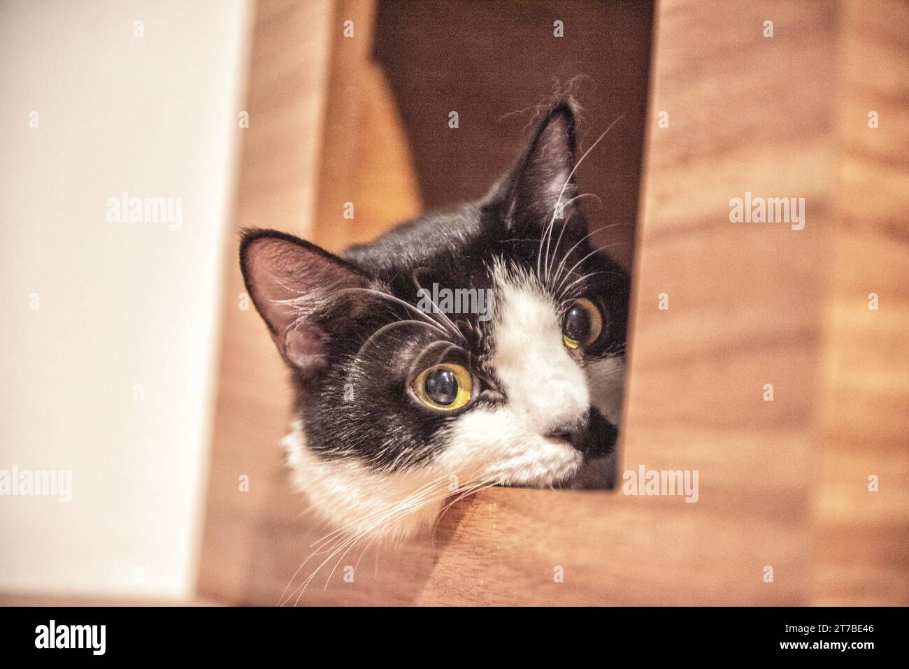 Nahaufnahme einer schwarz-weißen Katze, die aus einem Fenster guckt Stockfoto