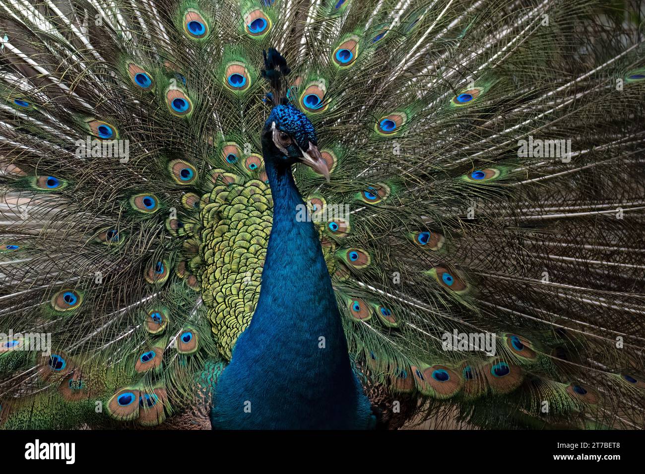 Vollbild-Nahaufnahme eines indischen Pfauens mit Schwanzfedern, Indonesien Stockfoto