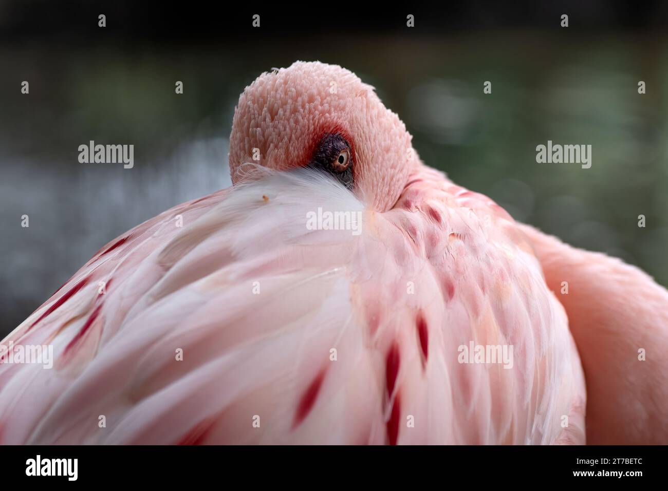 Nahporträt eines rosa Flamingos mit seinem Kopf in seinen Federn schlafend, Indonesien Stockfoto