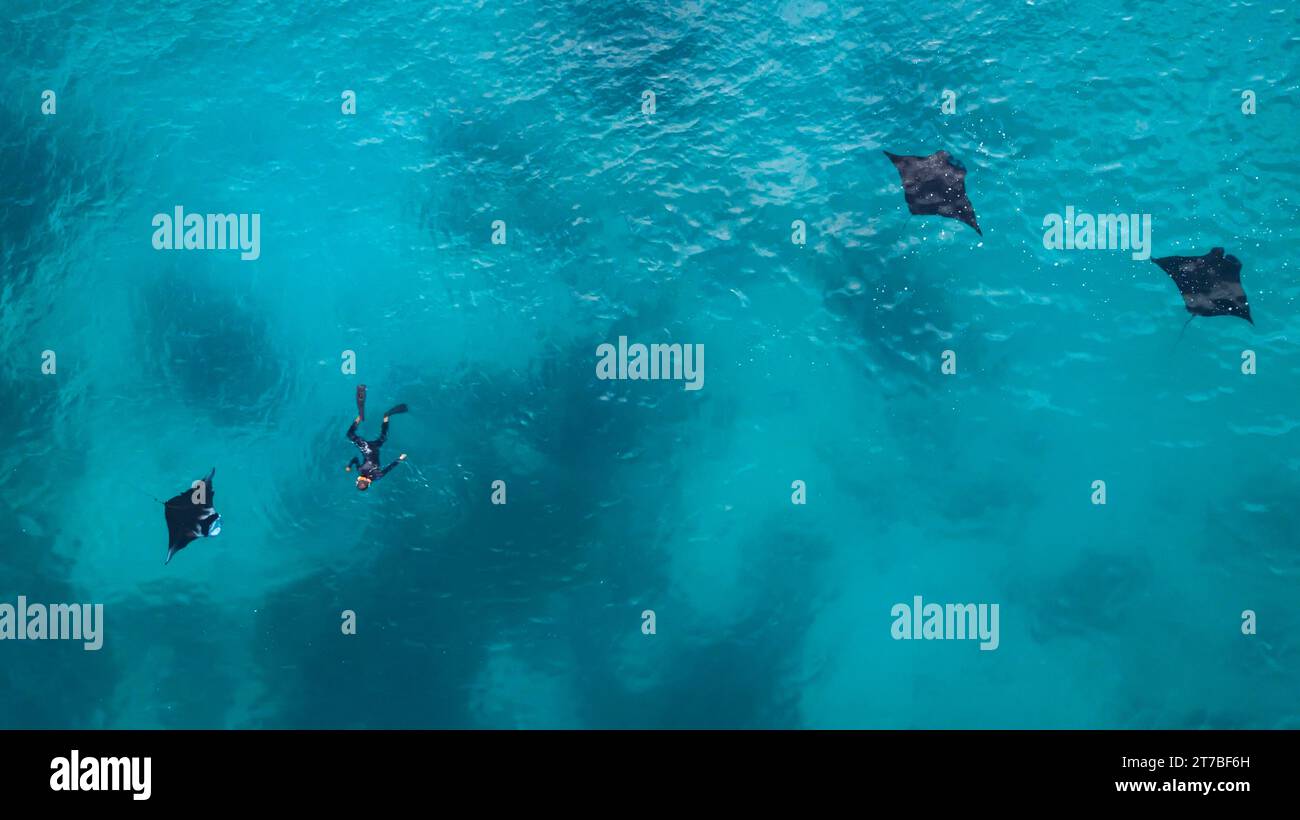Aus der Vogelperspektive eines Schnorchlers, der im Ozean mit drei Mantarochen schwimmt, Indonesien Stockfoto