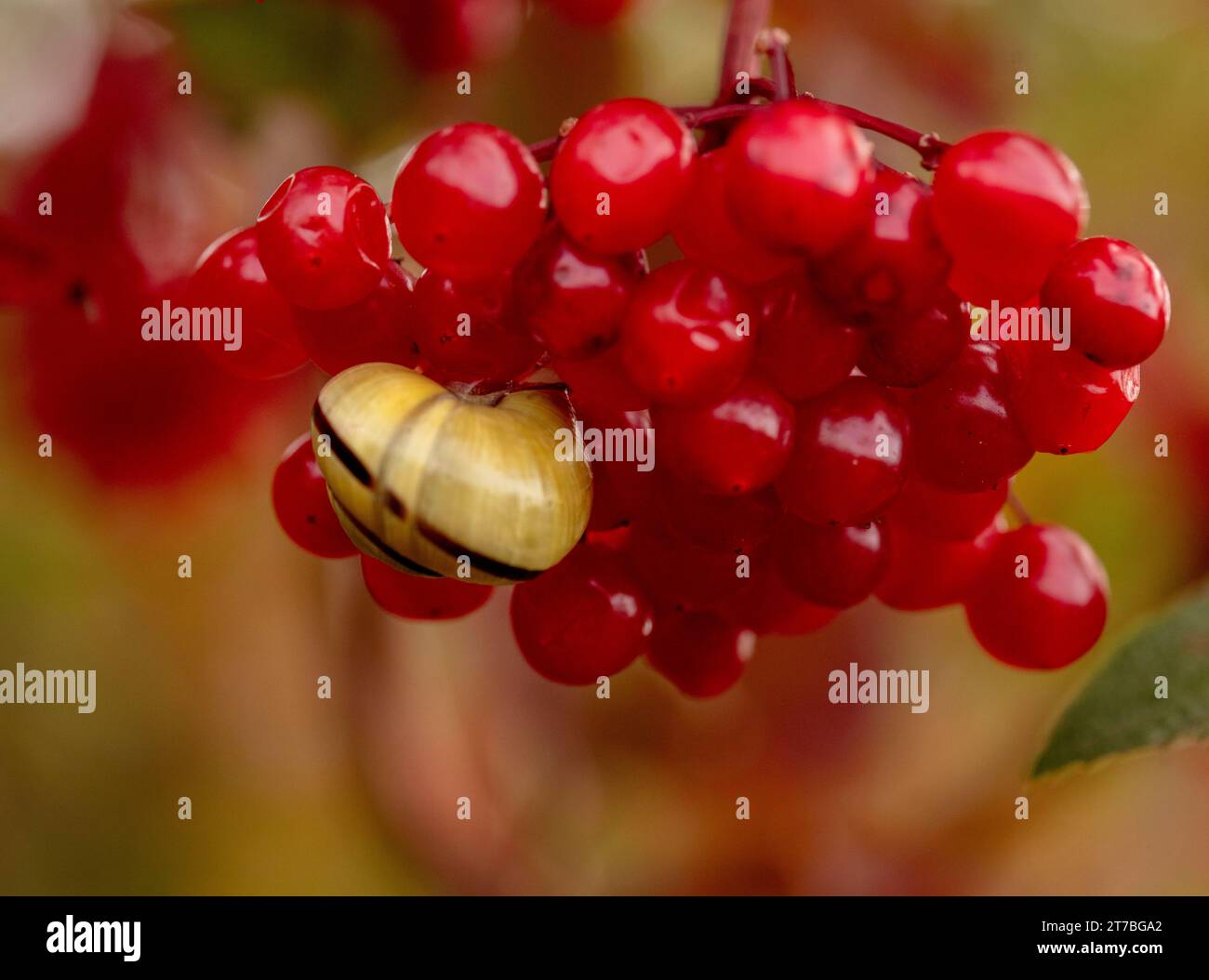 Nahaufnahme des Naturporträt einer kleinen Schnecke auf den leuchtend roten Beeren von Viburnum lantana, dem gewöhnlichen Wanderbaum, in herrlicher herbstlicher Sonne Stockfoto