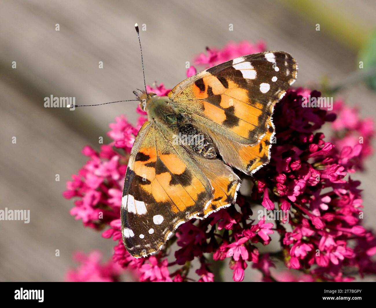 Nahaufnahme der gemalten Schmetterlingsdame (Cynthia cardui ou Vanessa cardui), die sich von Baldrianblüten ernährt (Centranthus ruber) Stockfoto