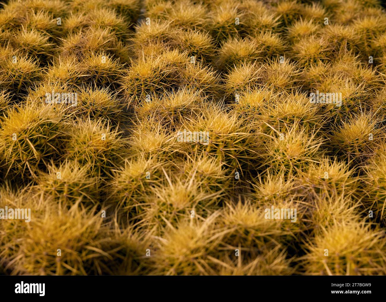 Muster mit Kakteen Echinocereus Scharlach Stockfoto