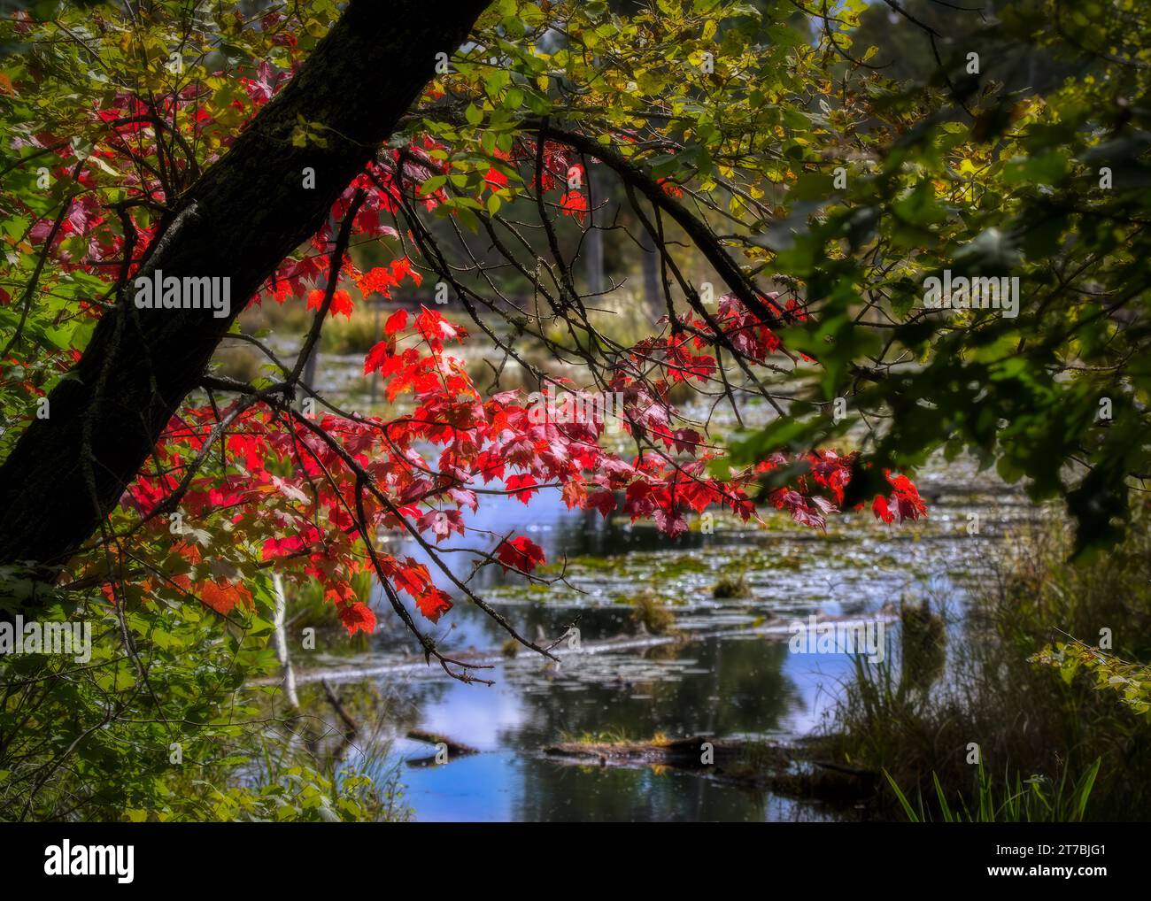 Farbenfrohe Herbstfarben mit Bachhintergrund im Chippewa National Forest im Norden von Minnesota USA Stockfoto