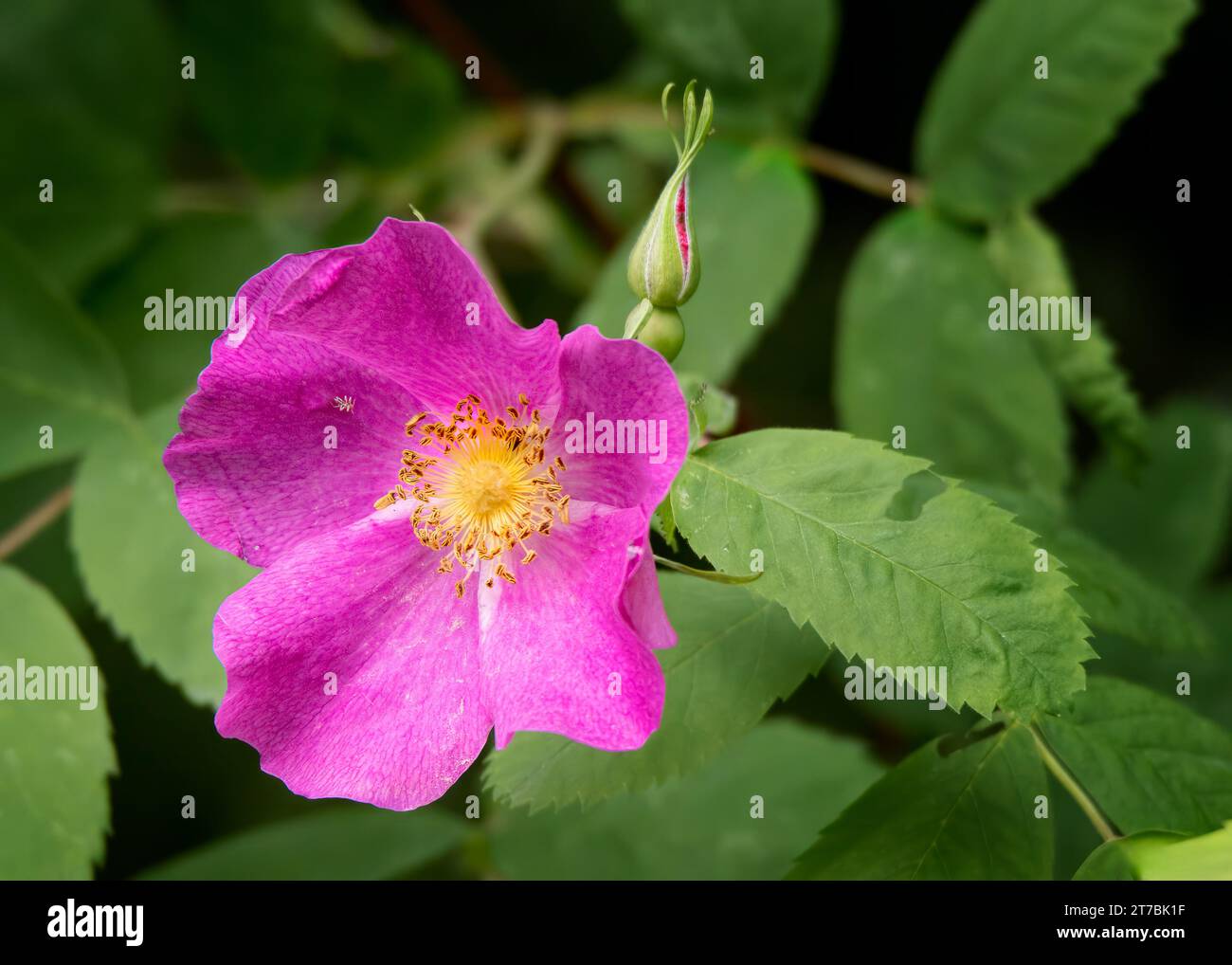 Nahaufnahme der Nootka Rose (Rosa nutkana) Wildblumenrosa Blüte und Knospen, die im Chippewa National Forest im Norden von Minnesota USA wachsen Stockfoto