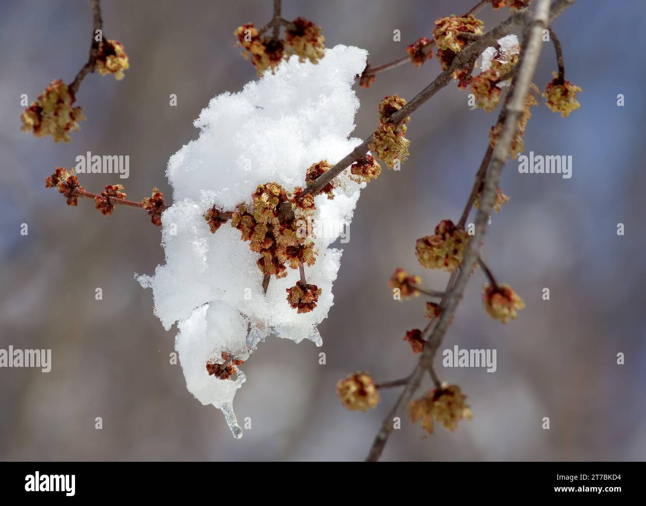 Nahaufnahme eines Silver Maple (Acer saccharinum) entspringt schneebedeckte Zweige mit blühenden Knospen im Norden von Minnesota, USA Stockfoto