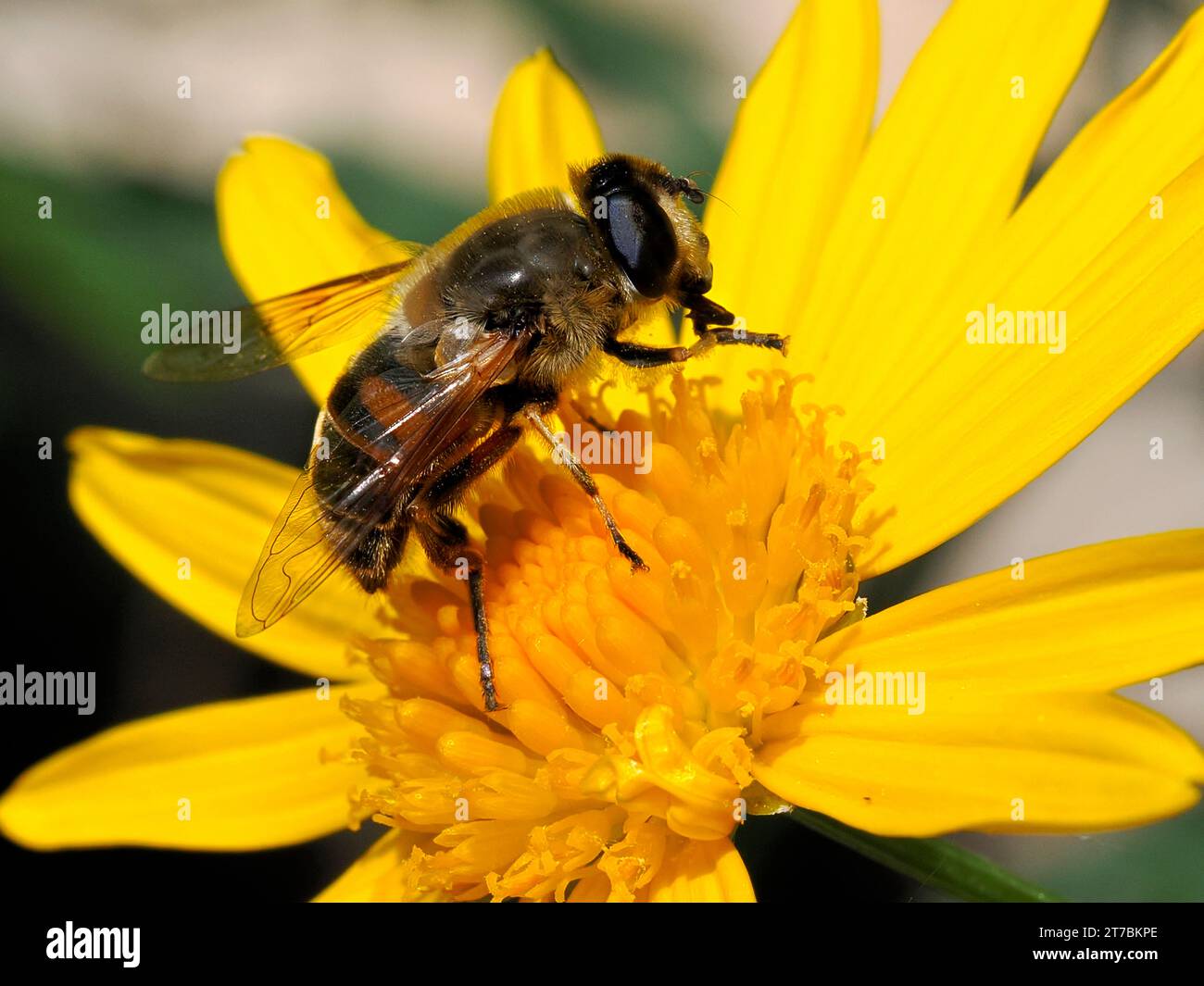 Makro der Fliege Eristale (Eristalis tenax) auf gelber Gänseblümchenblume (Anthemis) und aus dem Profil gesehen Stockfoto