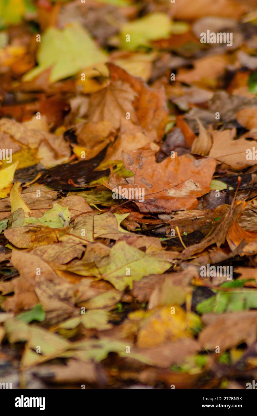 Herbstlaub auf dem Boden, Hintergrund und Textur für Hintergründe Stockfoto