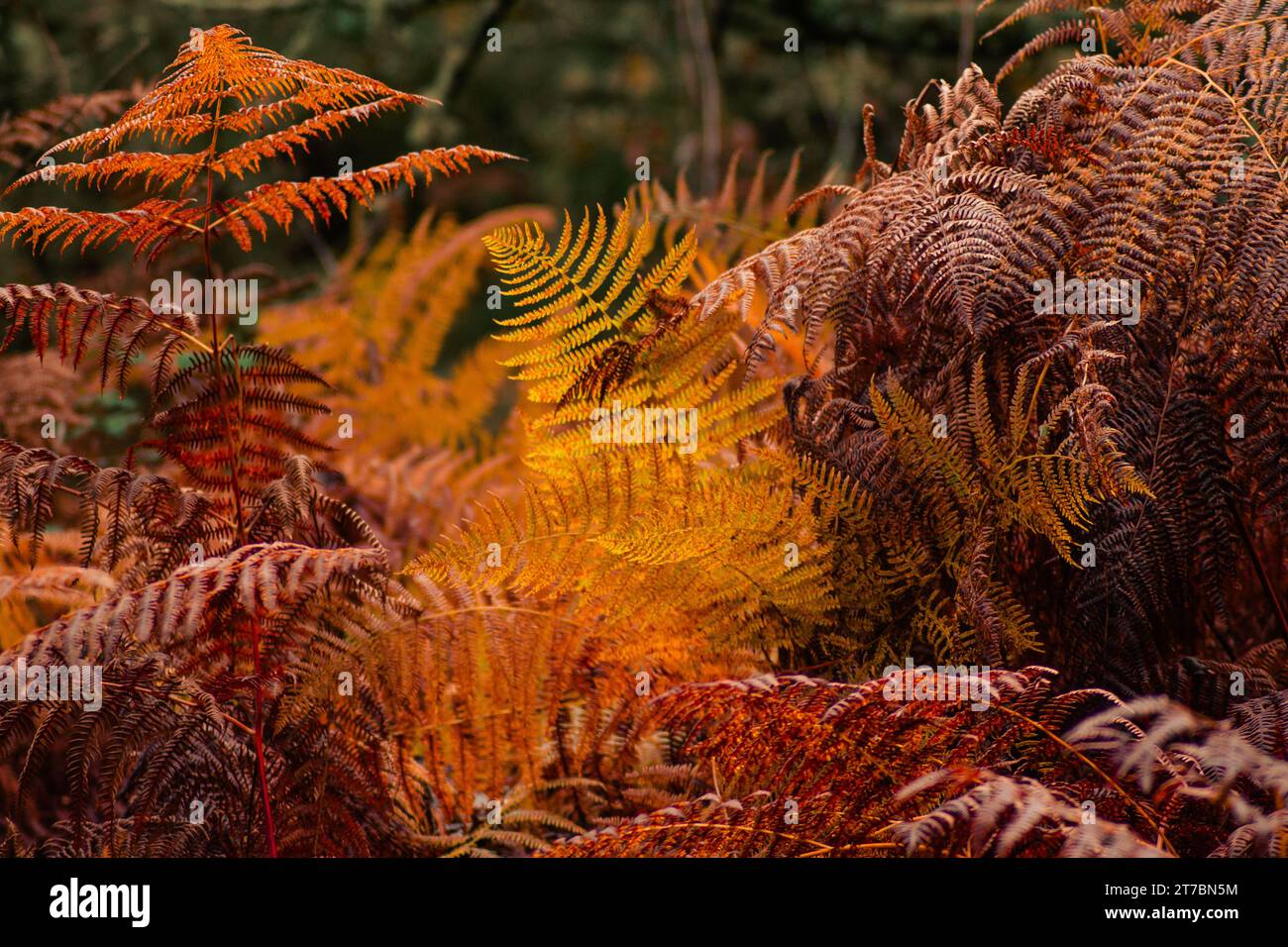 Trockene Farne in einem Wald im Herbst Stockfoto