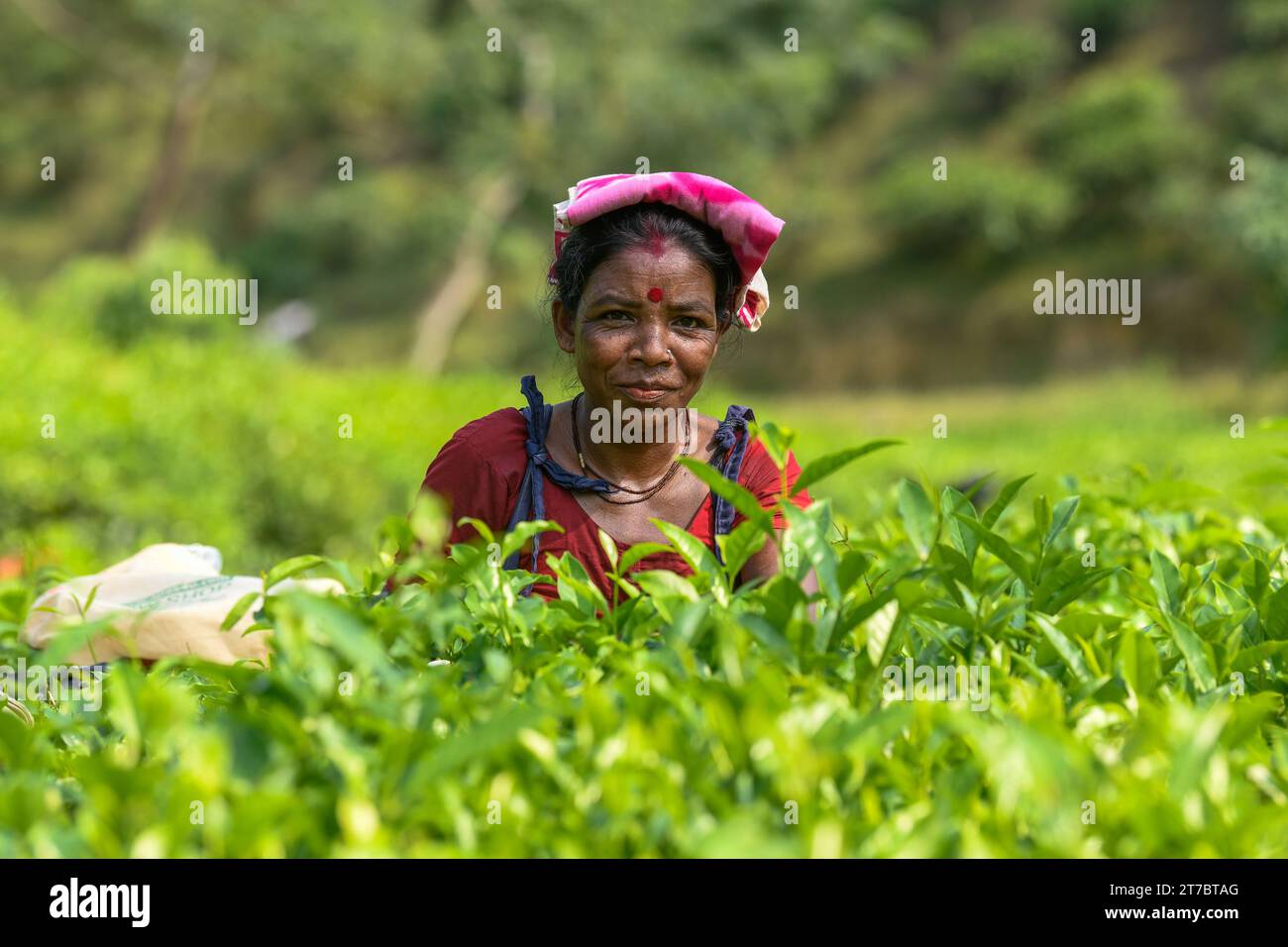 Teeblätter in einem Garten in Moulvibazar. Teepupfen ist eine spezielle Fähigkeit. Zwei Blätter und eine Knospe müssen gerupft werden, um den besten Geschmack von Tee und mehr Gewinn zu erhalten. Die Berechnung des Tageslohns beträgt 170 Tk (1,60$) für das Pflücken von mindestens 22-23 kg Blättern pro Tag für einen Arbeiter. Die Gegend von Sylhet hat über 150 Gärten, darunter drei der größten Teegärten der Welt. Fast 300.000 Beschäftigte sind auf den Teeständen beschäftigt, von denen über 75 % Frauen sind. Die Arbeitsbedingungen und die Löhne werden als sehr niedrig angesehen. (Foto: Piyas Biswas/SOPA Images/SIPA USA) Stockfoto