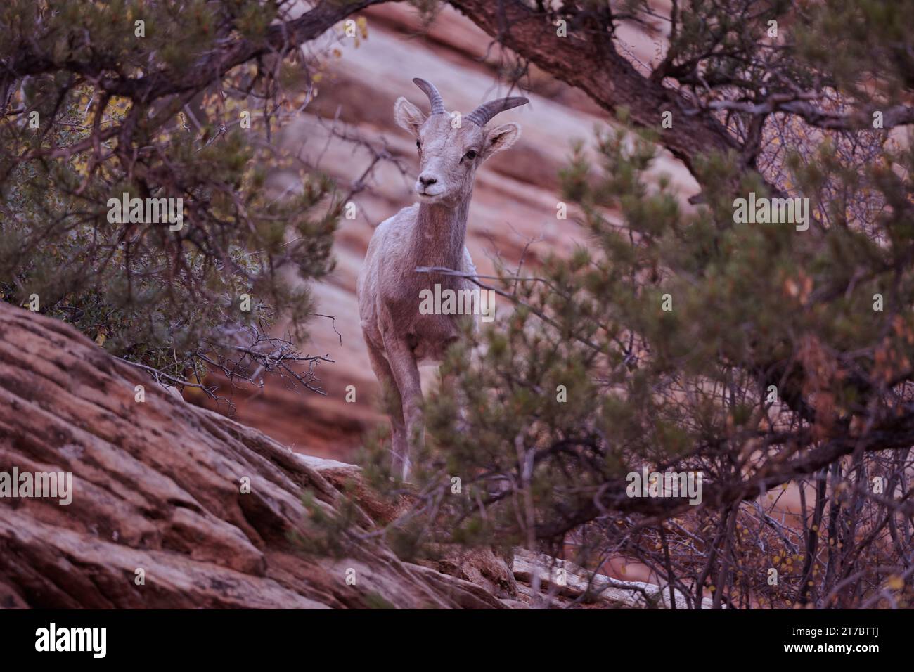 Zions Dickhornschafe in der Wüste Stockfoto