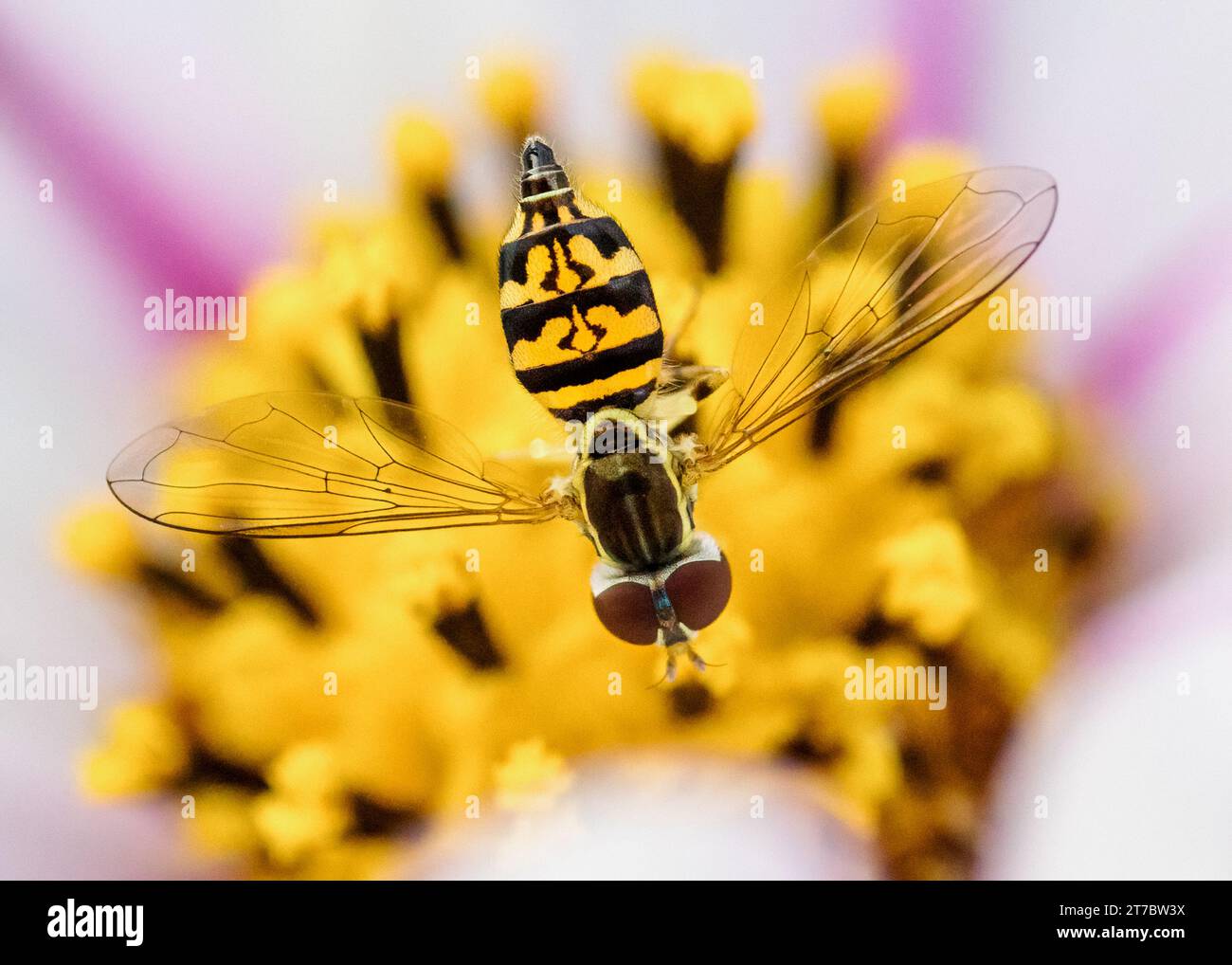 Makroaufnahme einer hoverfly auf einer Blume im Garten Stockfoto