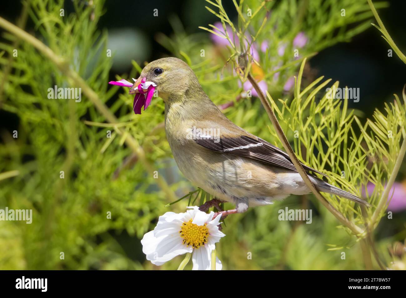 Weiblicher amerikanischer Goldfinch sammelt Kosmos-Blütenblätter für die Innenausstattung seines Nestes Stockfoto
