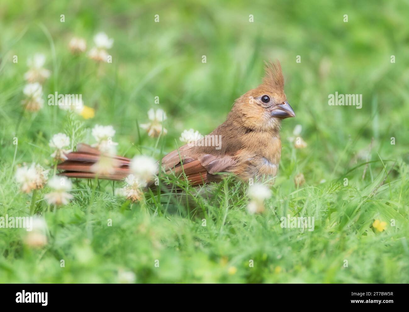 Nahaufnahme eines sehr jungen Roten Kardinalvogels im Gras inmitten von Kleeblüten Stockfoto