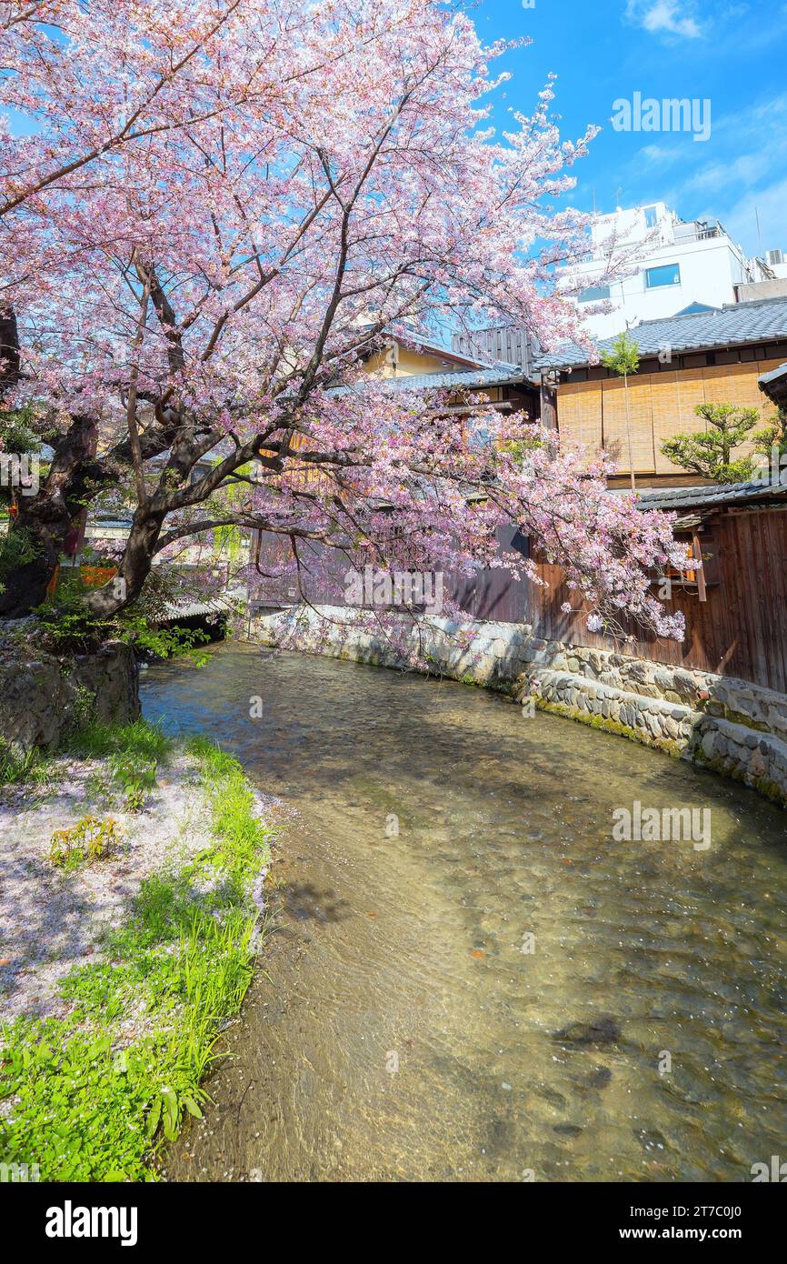 Kyoto, Japan - 2. April 2023: Shinbashi dori ist der Ort, an dem Gion-Ochaya Teehäuser nebeneinander auf der Straße stehen, verbunden mit dem Betrieb von Shir Stockfoto