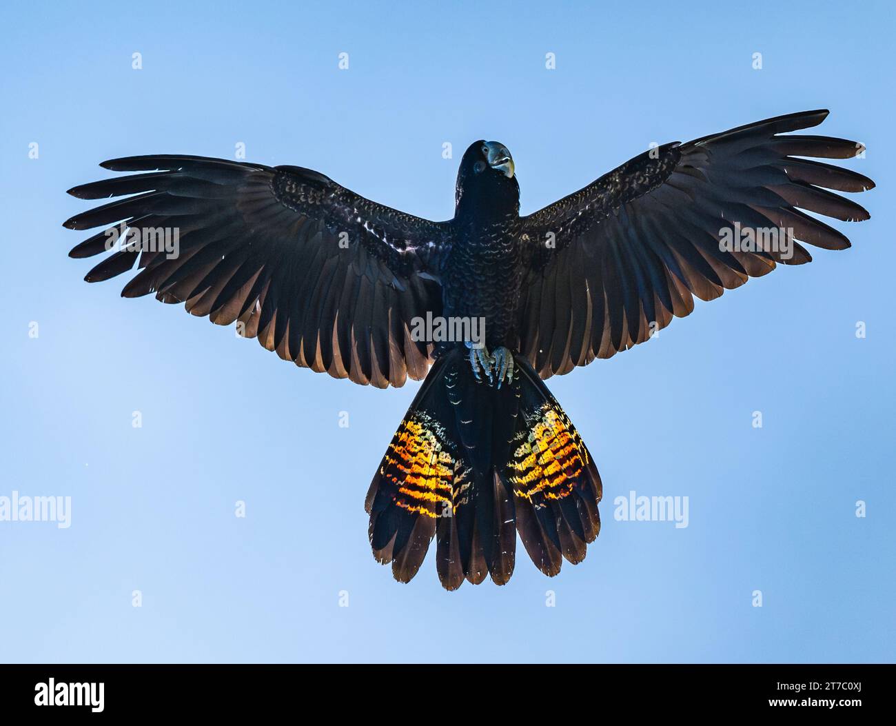 Ein Rotschwanzer Schwarzer Cockatoo (Calyptorhynchus banksii) in Fliege mit offenen Flügeln. Queensland, Australien. Stockfoto