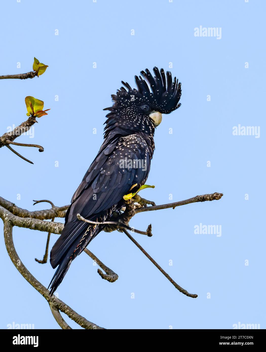 Ein Rotschwanzer Schwarzer Cockatoo (Calyptorhynchus banksii), der auf einem Baum thront. Queensland, Australien. Stockfoto