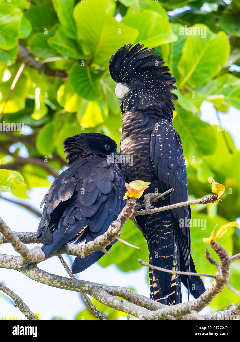 Zwei Rotschwanzige Schwarze Cockatoos (Calyptorhynchus banksii), die auf einem Baum thronen. Queensland, Australien. Stockfoto
