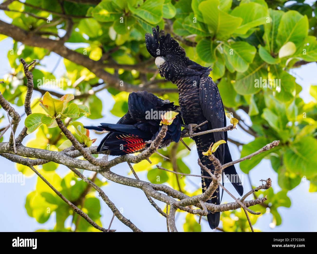 Zwei Rotschwanzige Schwarze Cockatoos (Calyptorhynchus banksii), die auf einem Baum thronen. Queensland, Australien. Stockfoto