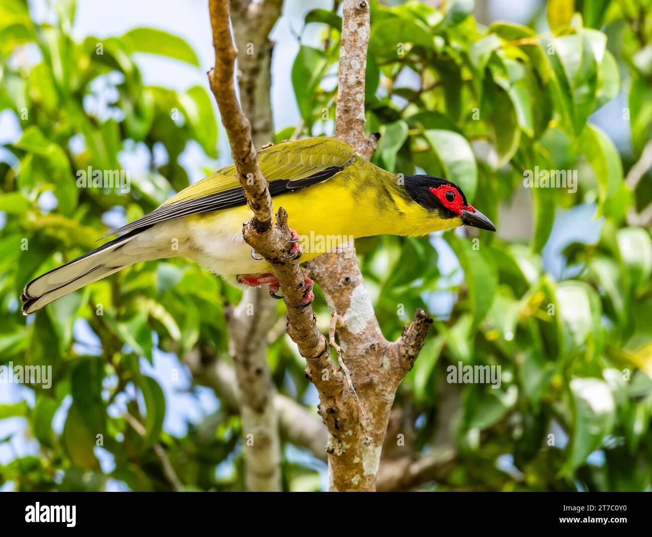 Ein australasischer Figvogel (Sphacotheres vieilloti), der auf einem Ast thront. Queensland, Australien. Stockfoto