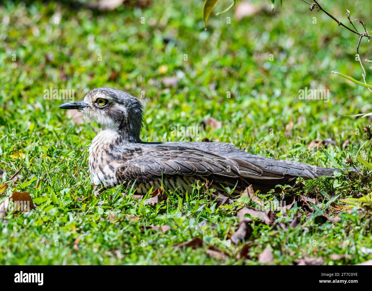 Ein Busch Dick-Knie (Burhinus grallarius), das auf grünem Gras sitzt. Queensland, Australien. Stockfoto