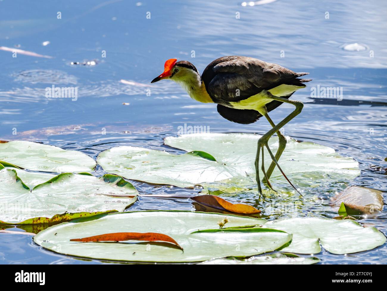 Eine Kamm-Kamm-Jacana (Irediparra gallinacea), die auf Seerosenpads läuft. Beachten Sie die unglaublich langen Zehen. Queensland, Australien. Stockfoto