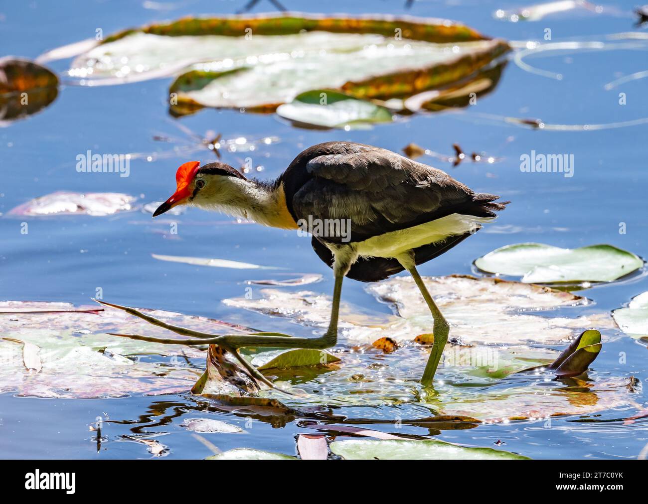 Eine Kamm-Kamm-Jacana (Irediparra gallinacea), die auf Seerosenpads läuft. Beachten Sie die unglaublich langen Zehen. Queensland, Australien. Stockfoto