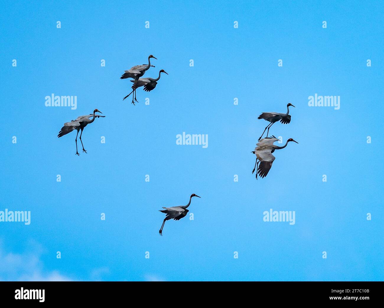 Eine Schar Sarus Cranes (Antigone antigone), die in blauem Himmel fliegen. Queensland, Australien. Stockfoto