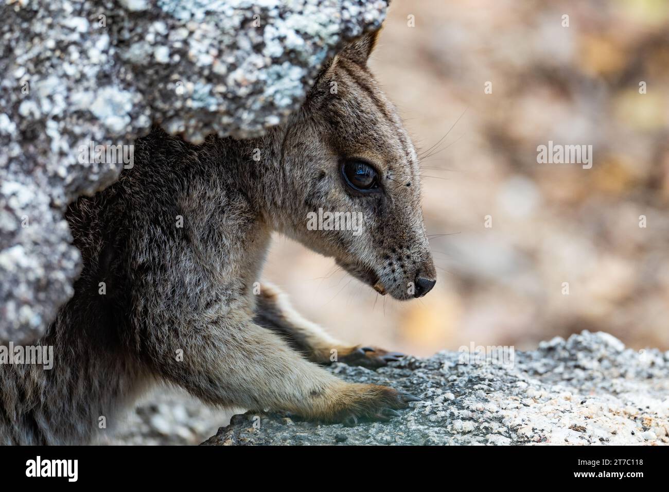 Ein Mareeba-Felswallaby (Petrogale mareeba), das sich unter einem Felsen versteckt. Queensland, Australien. Stockfoto