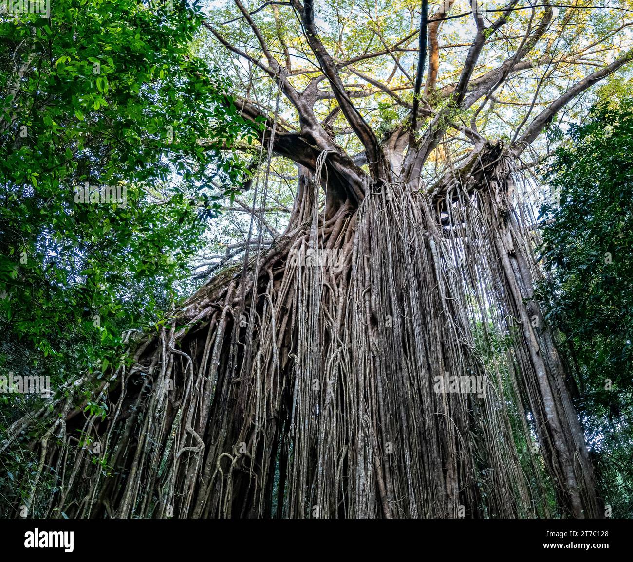 Massives Wurzelsystem eines riesigen grünen Strangler-Feigenbaums (Ficus virens) im Curtain Fig National Park, Queensland, Australien. Stockfoto