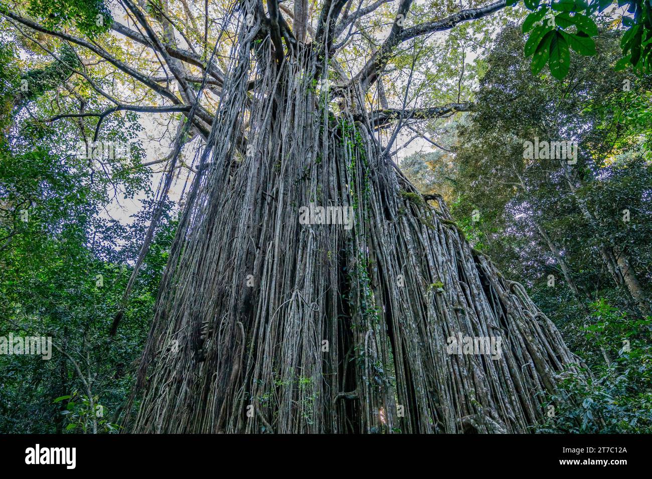 Massives Wurzelsystem eines riesigen grünen Strangler-Feigenbaums (Ficus virens) im Curtain Fig National Park, Queensland, Australien. Stockfoto