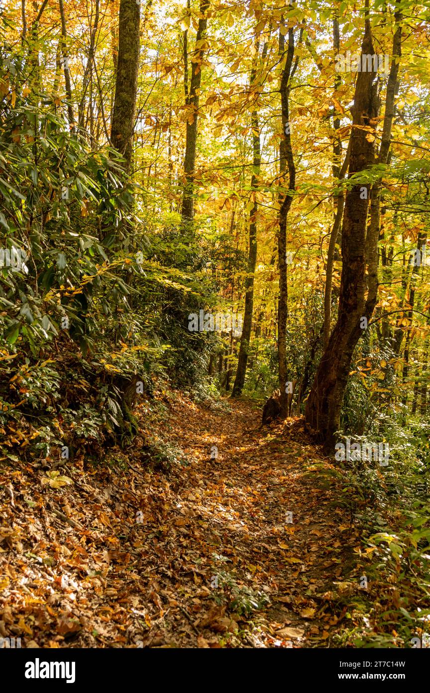 Gelbes Baumdach über dem Beech Gap Trail in den Smokies Stockfoto