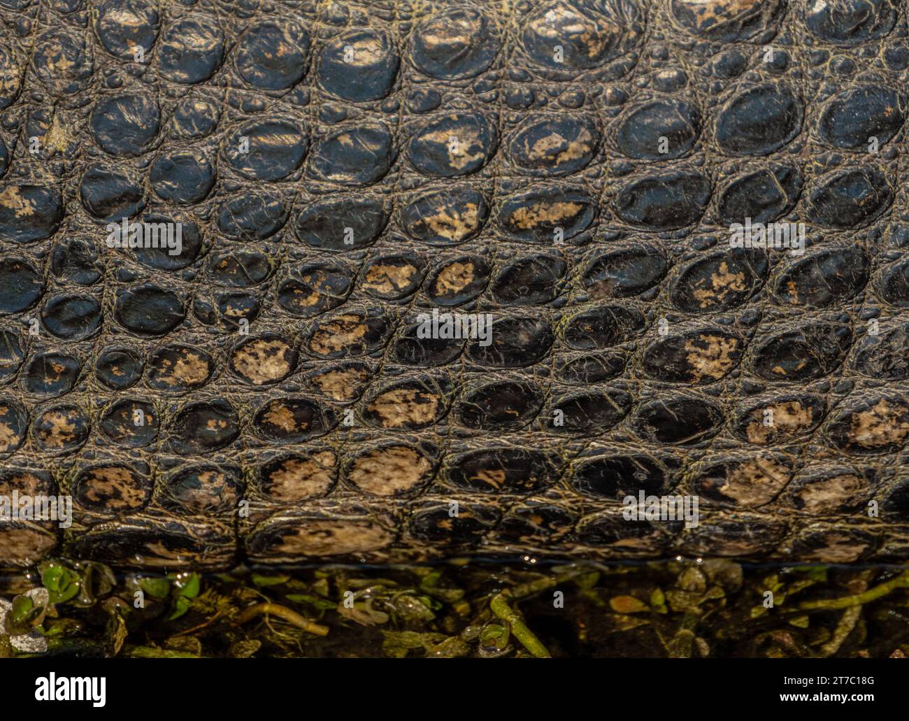 Hintergrundbild Der Alligatorhaut Bei Wasserstand Stockfoto