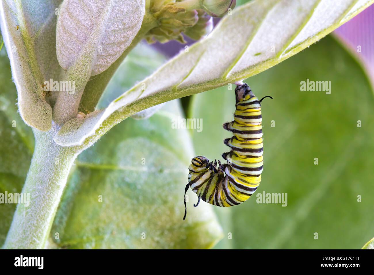 Monarch caterpillar positioniert sich, um sich in einen Schmetterling zu verwandeln. Stockfoto