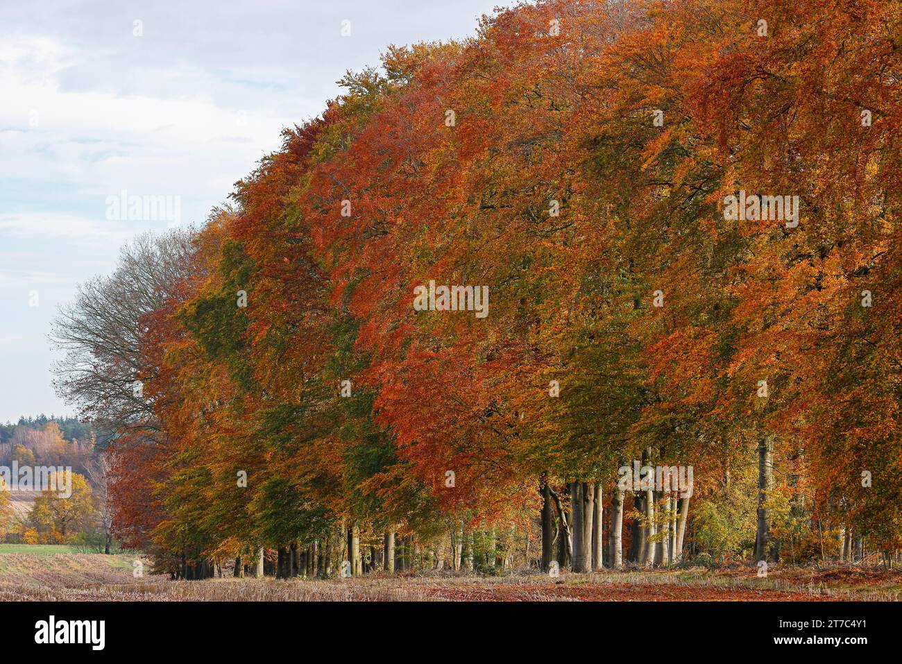 Gewöhnliche Buchen (Fagus sylvatica) im Herbst, Waldrand in bunten Herbstfarben, Lüneburger Heide, Niedersachsen, Deutschland Stockfoto