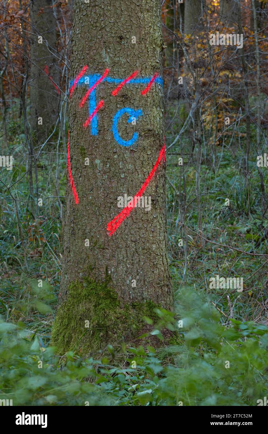 Markierung für die Ernte am Baumstamm, negative Auswahl, Mischwald, Herbstfärbung, Herbst, Wental, Barholomae, Baden-Württemberg, Deutschland Stockfoto